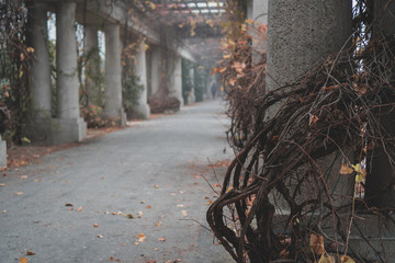 Fototapeta na wymiar Old twisted roots around concrete pillars during chilly autumn day in Wroclaw, Poland