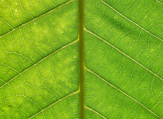 Green leaf. Extreme close up shot