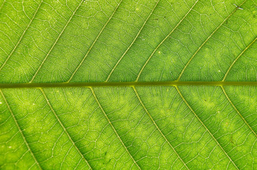 Close up of green leaf texture. Green leaves background.