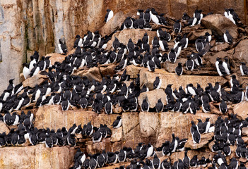 Brünnich's guillemots(Uria lomvia) also known as thick-billed murres on their nesting grounds on...