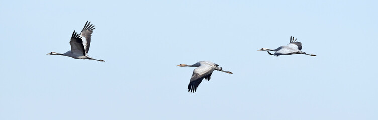 Kraniche (Grus grus) auf dem Zug - migrating cranes