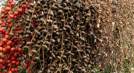 Palm tree with betel nuts in 3 colors