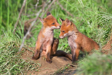 Red fox, vulpes vulpes, small young cubs near den curiously weatching around. Cute little wild predators in natural environment.