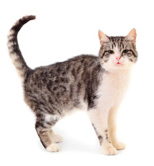 Obraz premium Szary kot domowy.