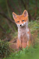 Wild young baby red fox cub vulpes vulpes exploring a forest.