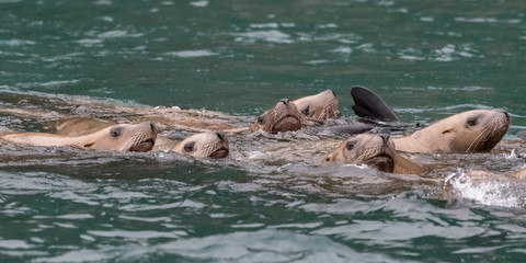 A group of Steller sea lions (Eumetopias jubatus) swimming in the ocean off the coast of Alaska,...