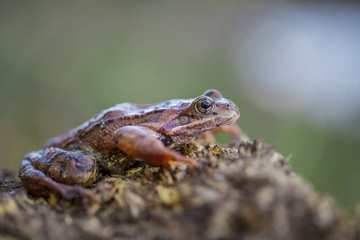 Rana temporaria - European common frog