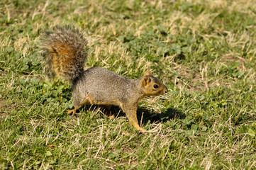red squirrel