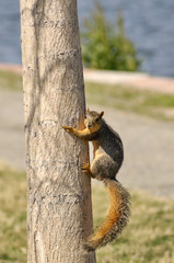 squirrel