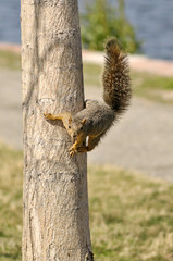 squirrel