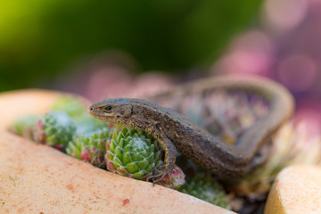 Closeup of alert lizard (Zootoca vivipara)