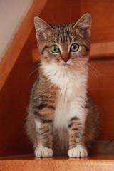 Chaton dans l'escalier
