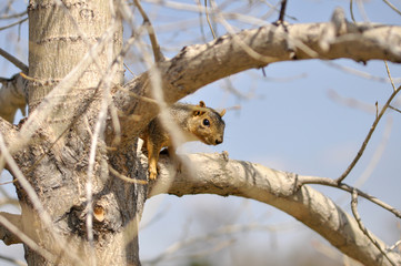 squirrel on tree