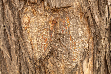 Closeup Tree Bark Texture For Background or Overlay	