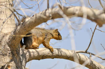 squirrel on tree