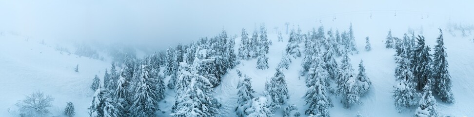 Fototapeta premium Fabulous snow-covered panorama of spruce trees