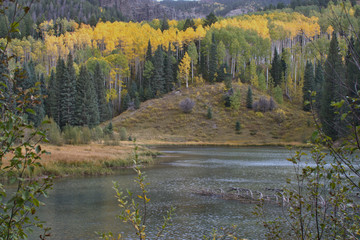 You never get tired of seeing the Colorado Aspens in their full glory in the sunlight.