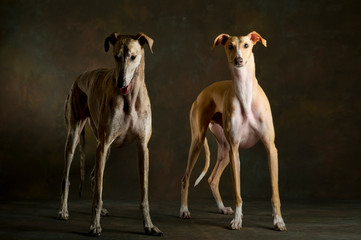 Two brown and brindle greyhounds standing on the ground