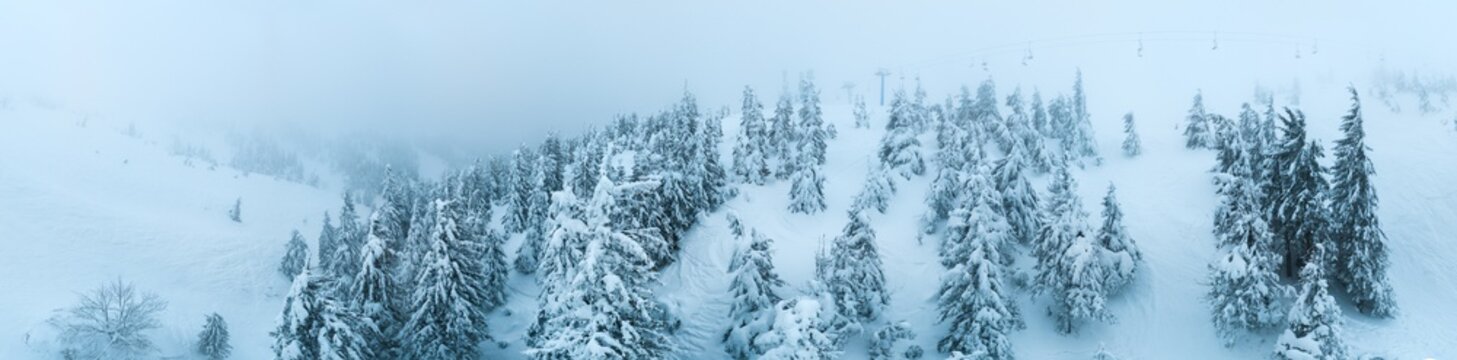 Fabulous snow-covered panorama of spruce trees