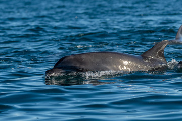 Bottlenose Dolphin (Tursiops truncatus) on the surface off the coast of Baja California, Mexico.