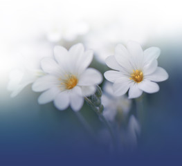 Beautiful Blue Nature Background.Colorful Artistic Wallpaper.Natural Macro Photography.Beauty in Nature.Creative Floral Art.Tranquil nature closeup view.Blurred space for your text.Abstract Photo.Love