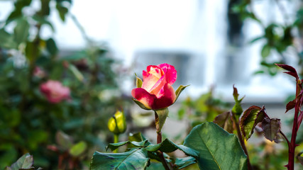 blooming rose bud in a park area