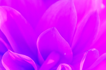 Macro photo of pink petals of dahlia flower