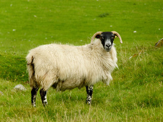 sheep in a field