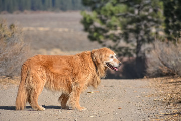 Fototapeta na wymiar Golden Retriever dog on a hike looking out from a hiking trail with evergreen trees and scrub brush in the background.