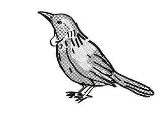 Tui New Zealand Bird Cartoon Retro Drawing