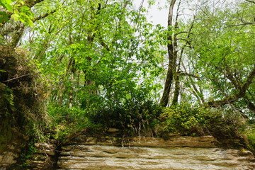Obraz premium Beech thickets on rocks in a yew-box grove in Khostinsky district