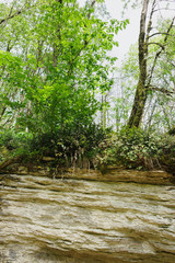 Obraz premium Beech thickets on top of rocks in a yew-box grove in Khostinsky district. Tectonic fault