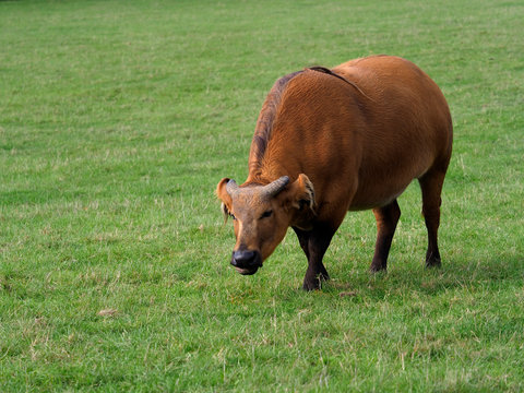 African forest buffalo, Syncerus caffer nanus