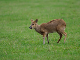 Chinese water deer, Hydropotes inermis