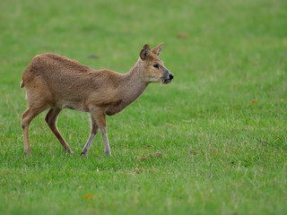 Chinese water deer, Hydropotes inermis