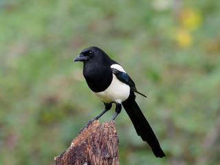 Magpie, Pica pica