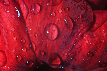 rain and dew drops on leaves and flowers close-up macro, rainy weather, weather forecast, rain forecast