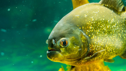 Pesce in cattività © MARCO