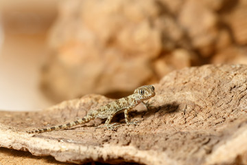 Close-up gecko (Tenuidactylus caspius)  hunts in the desert. Small DoF focus put only to head of gecko.