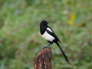 Magpie, Pica pica