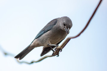 Sanhaçu-cinzento - Thraupis sayaca