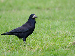 Fototapeta premium Rook, Corvus frugilegus