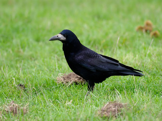 Rook, Corvus frugilegus