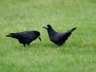 Rook, Corvus frugilegus