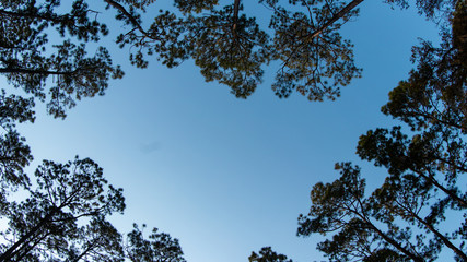 Bright sky under the trees