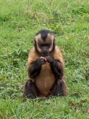 Large headed capuchin monkey specimen