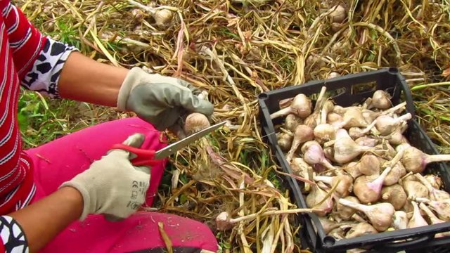 Farmer woman hands cutting with scissors roots and leaves of freshly harvested garlic.
