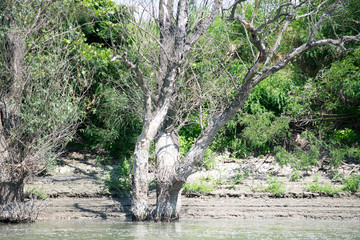 old trees by the river