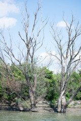 trees on the riverbank