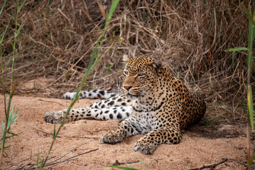 A Leopard (Panthera pardus) resting